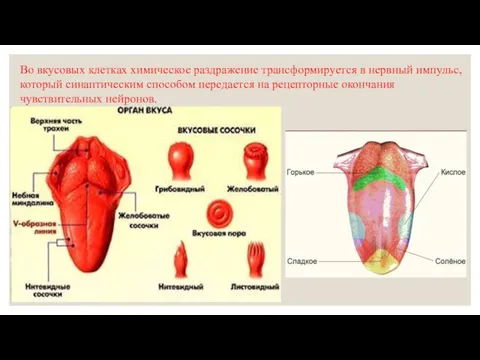 Во вкусовых клетках химическое раздражение трансформируется в нервный импульс, который синаптическим