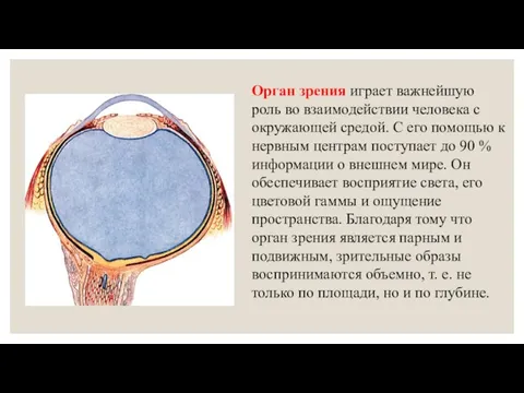 Орган зрения играет важнейшую роль во взаимодействии человека с окружающей средой.