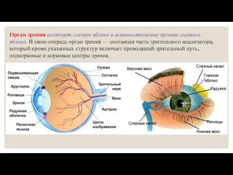 Орган зрения включает глазное яблоко и вспомогательные органы глазного яблока. В