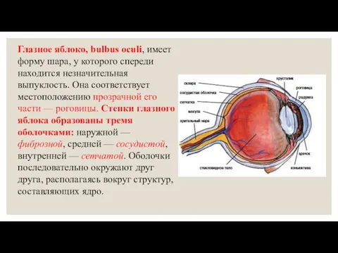 Глазное яблоко, bulbus oculi, имеет форму шара, у которого спереди находится