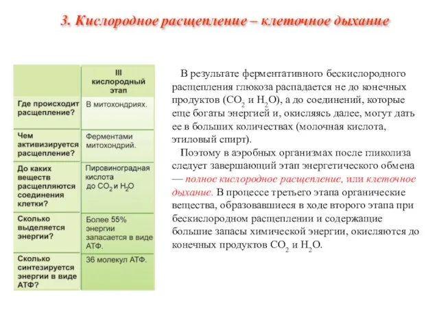 В результате ферментативного бескислородного расщепления глюкоза распадается не до конечных продуктов