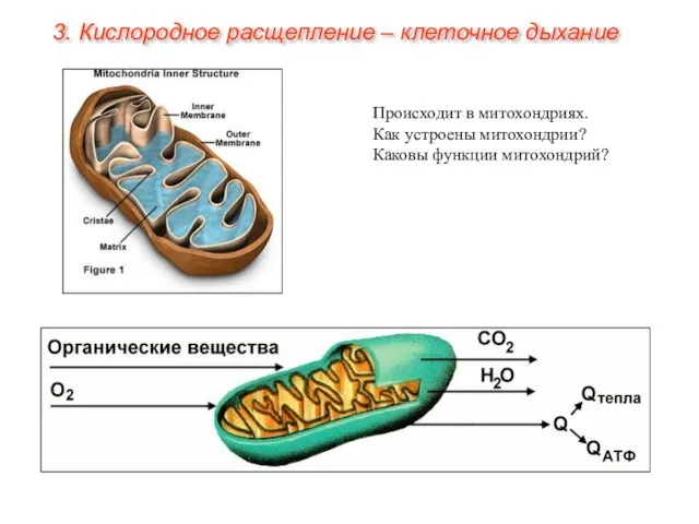 Происходит в митохондриях. Как устроены митохондрии? Каковы функции митохондрий? 3. Кислородное расщепление – клеточное дыхание