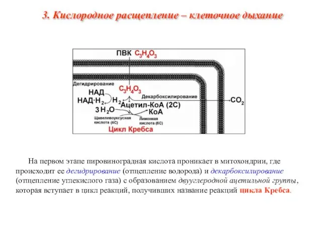 На первом этапе пировиноградная кислота проникает в митохондрии, где происходит ее