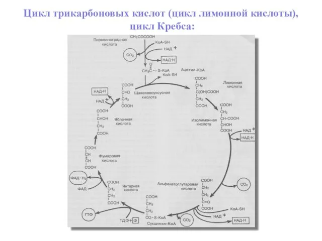 Цикл трикарбоновых кислот (цикл лимонной кислоты), цикл Кребса: