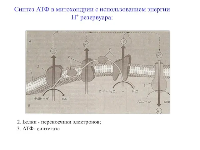 Синтез АТФ в митохондрии с использованием энергии Н+ резервуара: 2. Белки