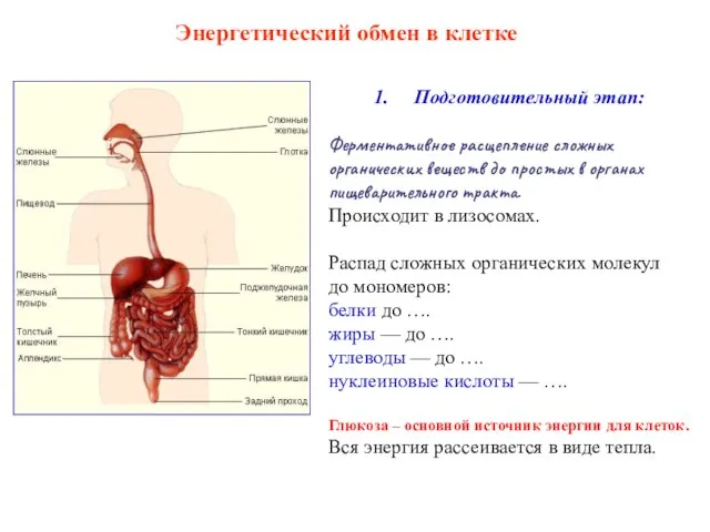 Подготовительный этап: Ферментативное расщепление сложных органических веществ до простых в органах