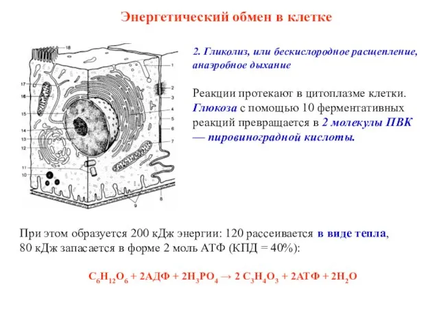 2. Гликолиз, или бескислородное расщепление, анаэробное дыхание Реакции протекают в цитоплазме