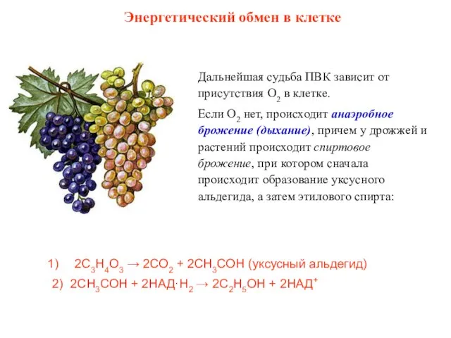 Дальнейшая судьба ПВК зависит от присутствия О2 в клетке. Если О2