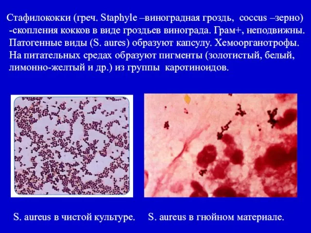 Cтафилококки (греч. Staphyle –виноградная гроздь, coccus –зерно) -скопления кокков в виде