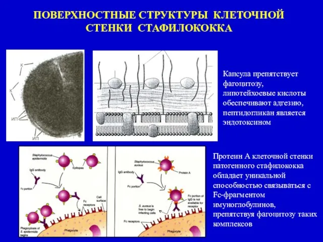 Протеин А клеточной стенки патогенного стафилококка обладает уникальной способностью связываться с