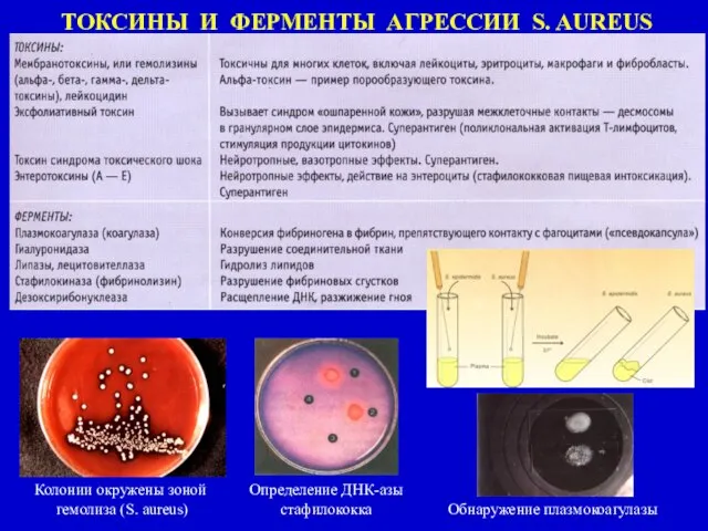 Колонии окружены зоной гемолиза (S. aureus) Определение ДНК-азы стафилококка Обнаружение плазмокоагулазы