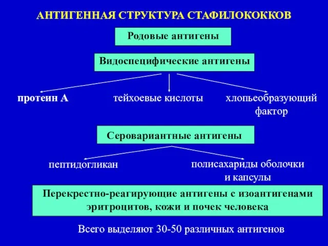 АНТИГЕННАЯ СТРУКТУРА СТАФИЛОКОККОВ Родовые антигены Видоспецифические антигены протеин А тейхоевые кислоты