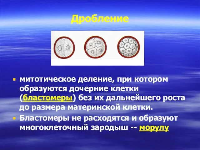 Дробление митотическое деление, при котором образуются дочерние клетки (бластомеры) без их