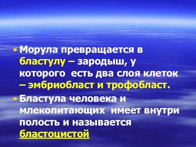 Морула превращается в бластулу – зародыш, у которого есть два слоя