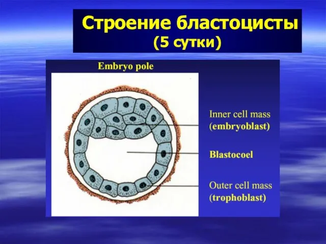 Строение бластоцисты (5 сутки)