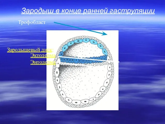 Зародыш в конце ранней гаструляции Зародышевый диск: