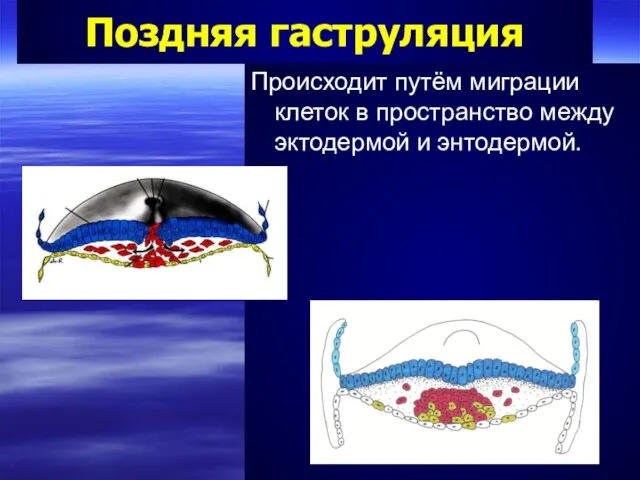 Поздняя гаструляция Происходит путём миграции клеток в пространство между эктодермой и энтодермой. .