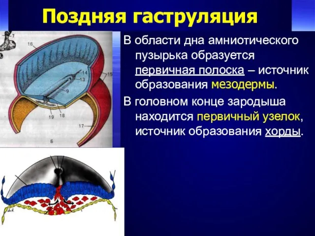 Поздняя гаструляция В области дна амниотического пузырька образуется первичная полоска –