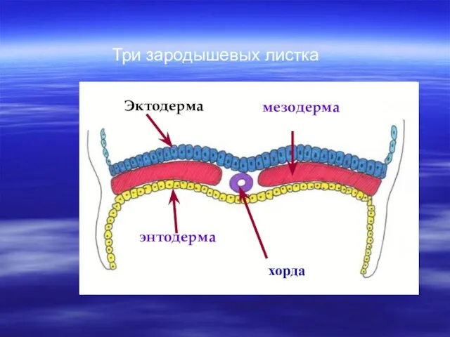 Эктодерма энтодерма мезодерма Три зародышевых листка хорда