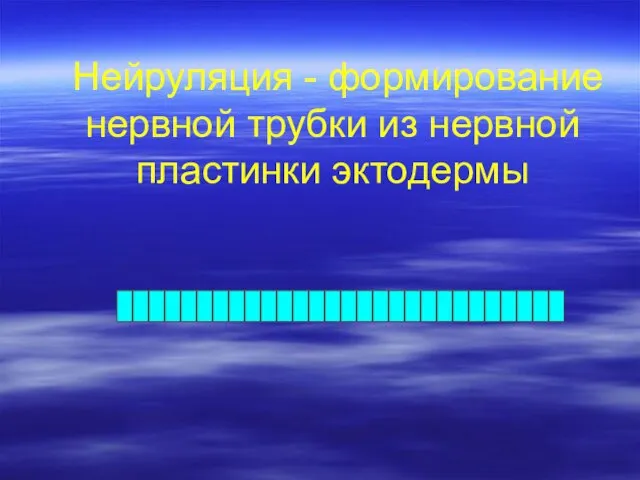 Нейруляция - формирование нервной трубки из нервной пластинки эктодермы