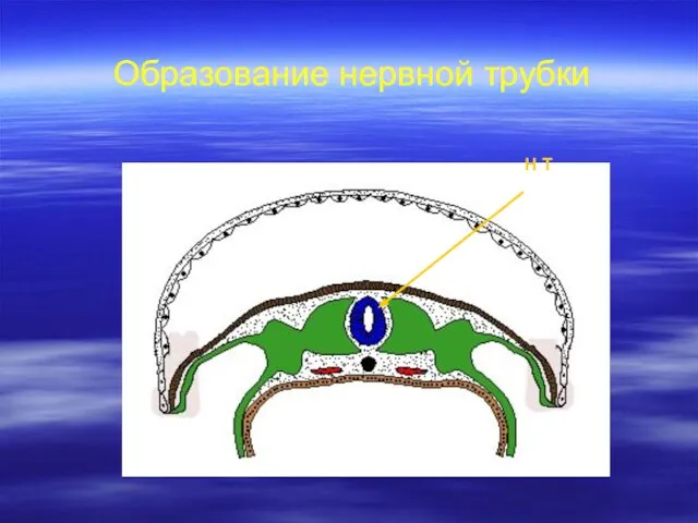 Образование нервной трубки Н Т