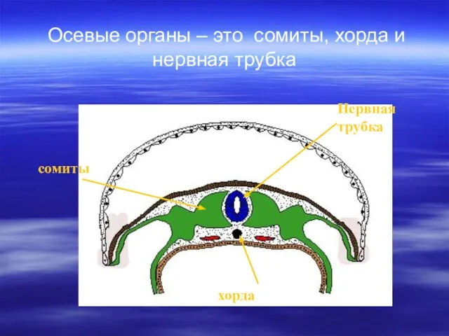 Осевые органы – это сомиты, хорда и нервная трубка сомиты хорда Нервная трубка