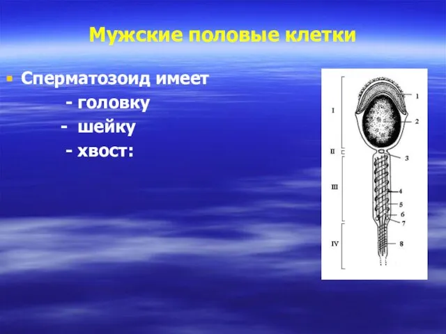 Мужские половые клетки Сперматозоид имеет - головку - шейку - хвост: