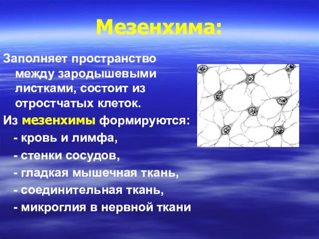 Мезенхима: Заполняет пространство между зародышевыми листками, состоит из отростчатых клеток. Из