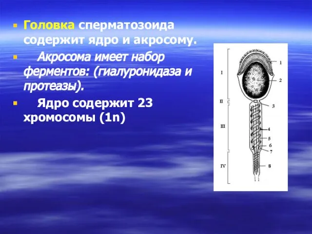 Головка сперматозоида содержит ядро и акросому. Акросома имеет набор ферментов: (гиалуронидаза