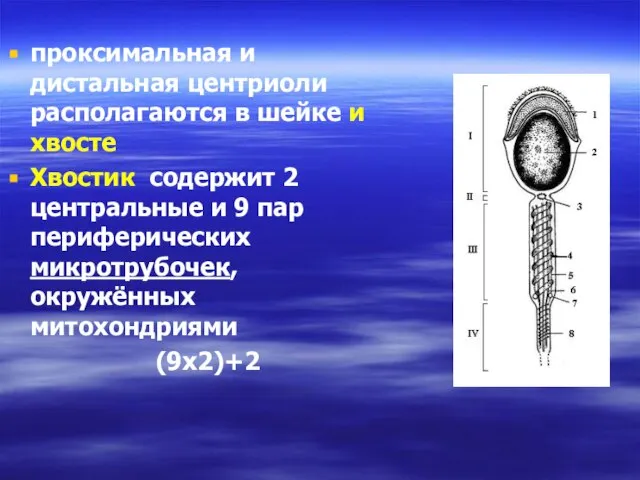 проксимальная и дистальная центриоли располагаются в шейке и хвосте Хвостик содержит