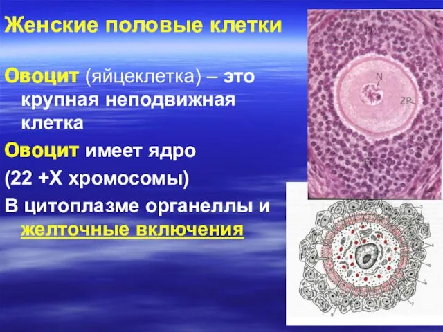 Овоцит (яйцеклетка) – это крупная неподвижная клетка Овоцит имеет ядро (22