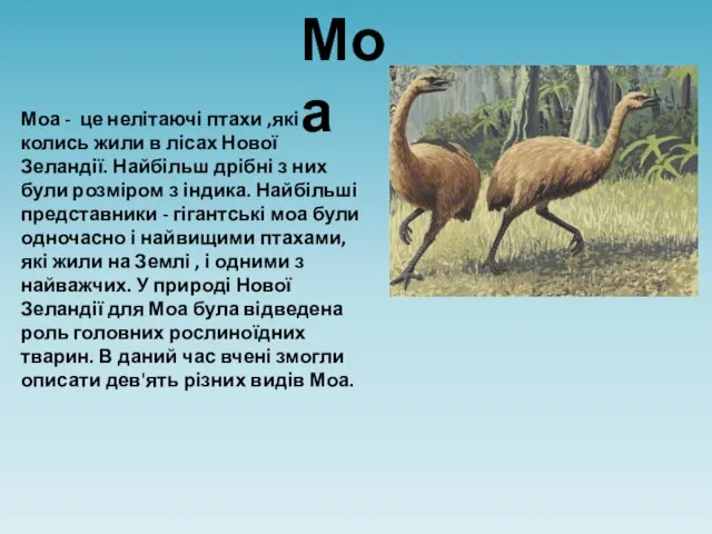 Моа Моа - це нелітаючі птахи ,які колись жили в лісах