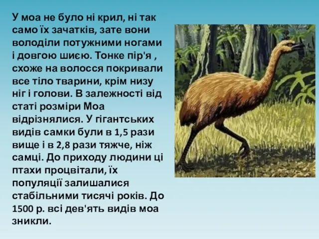 У моа не було ні крил, ні так само їх зачатків,