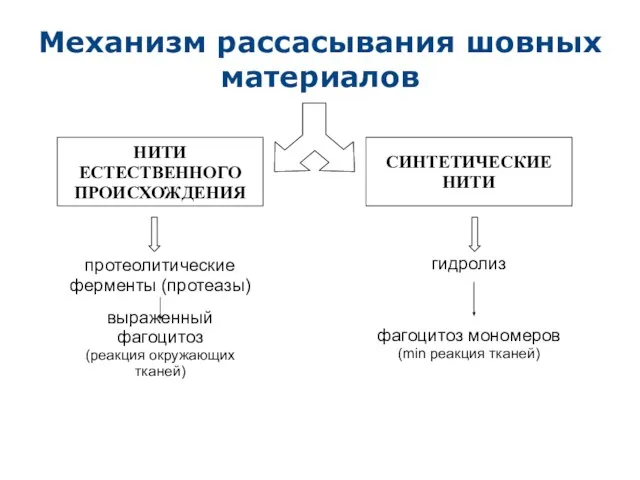 Механизм рассасывания шовных материалов НИТИ ЕСТЕСТВЕННОГО ПРОИСХОЖДЕНИЯ фагоцитоз мономеров (min реакция