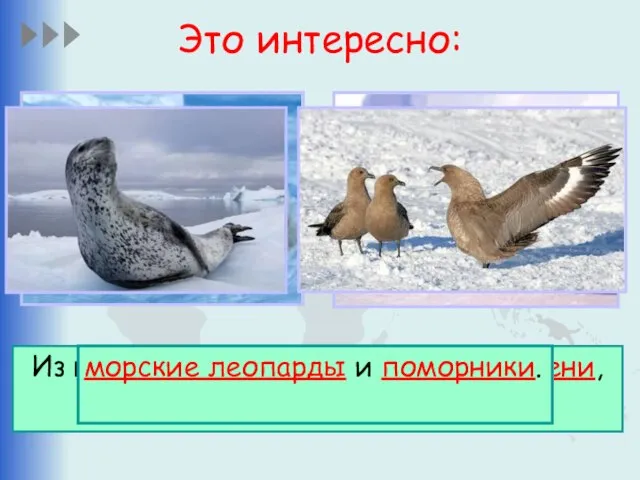 Это интересно: Из наземных животных обитают тюлени, императорские пингвины, морские леопарды и поморники.