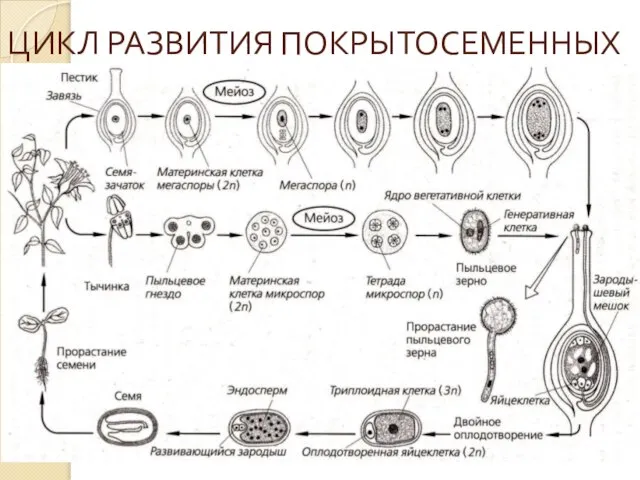 ЦИКЛ РАЗВИТИЯ ПОКРЫТОСЕМЕННЫХ