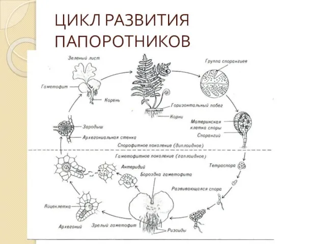 ЦИКЛ РАЗВИТИЯ ПАПОРОТНИКОВ