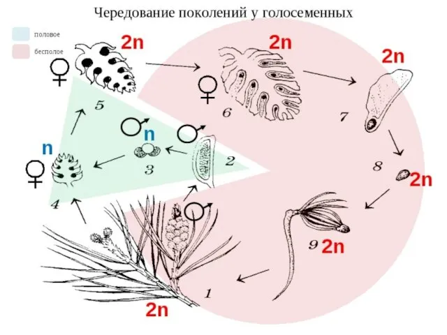 ЦИКЛ РАЗВИТИЯ ГОЛОСЕМЕННЫХ