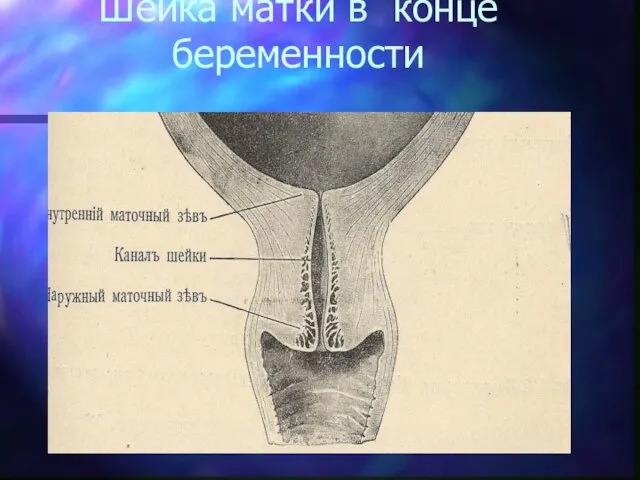 Шейка матки в конце беременности