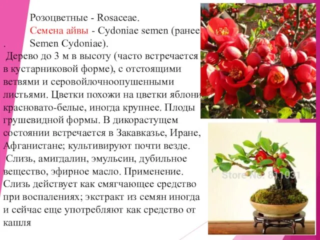 Розоцветные - Rosaceae. Cемена айвы - Cydoniae semen (ранее: . Semen