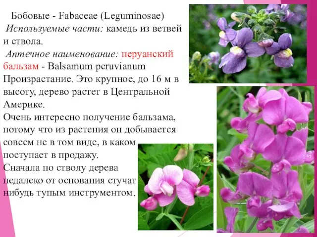 Бобовые - Fabaceae (Leguminosae) Используемые части: камедь из ветвей и ствола.