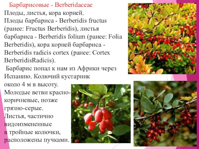 Барбарисовые - Berberidaceae Плоды, листья, кора корней. Плоды барбариса - Berberidis