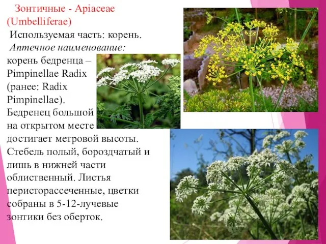 Зонтичные - Apiaceae (Umbelliferae) Используемая часть: корень. Аптечное наименование: корень бедренца