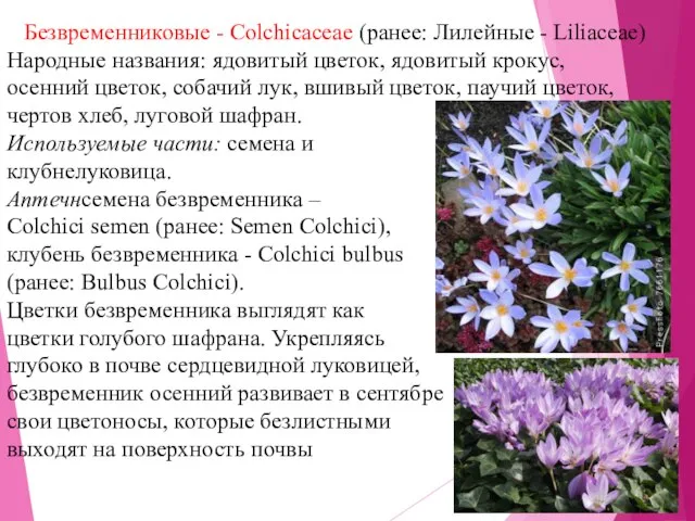 Безвременниковые - Colchicaceae (ранее: Лилейные - Liliaceae) Народные названия: ядовитый цветок,