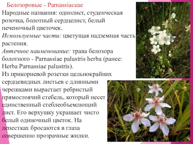 Белозоровые - Parnassiaceae Народные названия: однолист, студенческая розочка, болотный сердцелист, белый