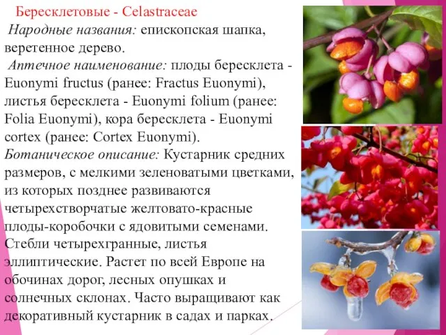 Бересклетовые - Celastraceae Народные названия: епископская шапка, веретенное дерево. Аптечное наименование: