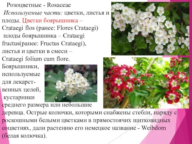 Розоцветные - Rosaceae Используемые части: цветки, листья и плоды. Цветки боярышника