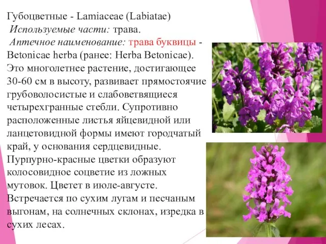 Губоцветные - Lamiaceae (Labiatae) Используемые части: трава. Аптечное наименование: трава буквицы