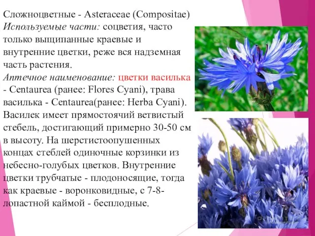 Сложноцветные - Asteraceae (Compositae) Используемые части: соцветия, часто только выщипанные краевые