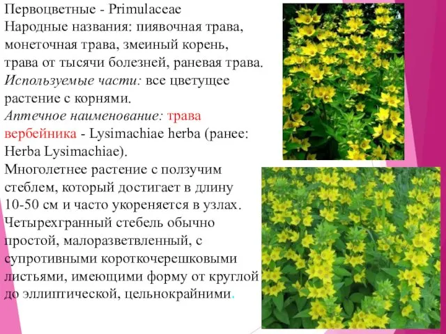 Первоцветные - Primulaceae Народные названия: пиявочная трава, монеточная трава, змеиный корень,